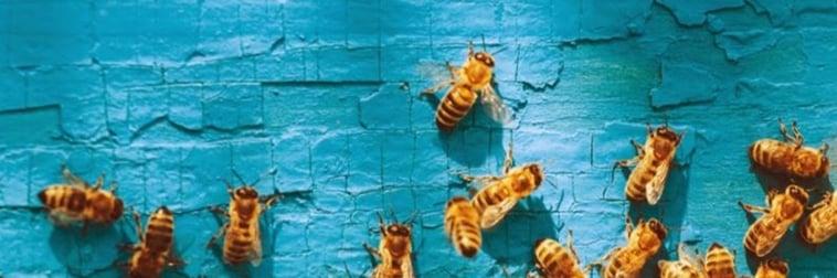 Bienen auf Blau